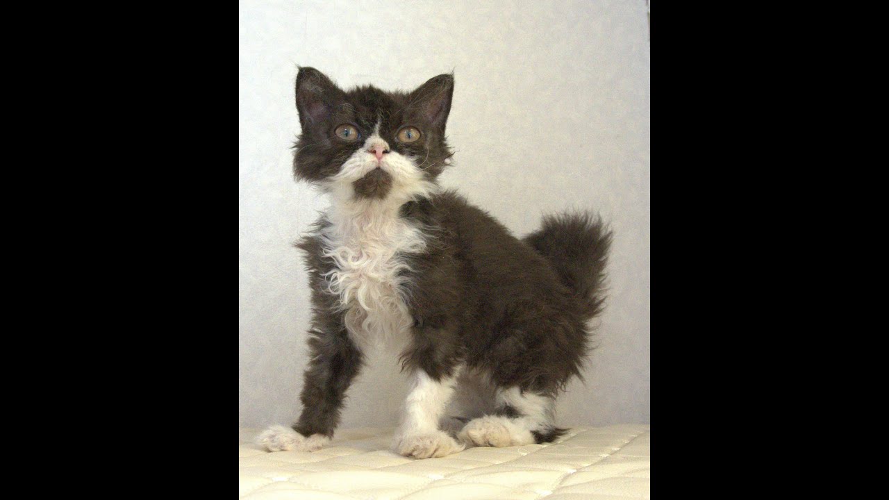 セルカークレックス子猫　Selkirk Rex　2025.4.12産まれ　ブラック＆ホワイト　巻き毛　女の子　シーダキャット猫のお店