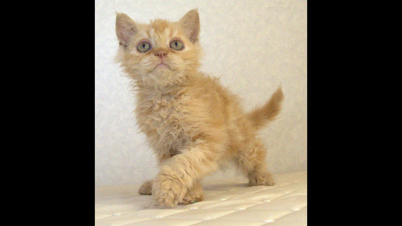 セルカークレックス子猫　Selkirk Rex　2025.5.28産まれ　レッドタビー　巻き毛　セミロング　男の子　シーダキャット猫のお店