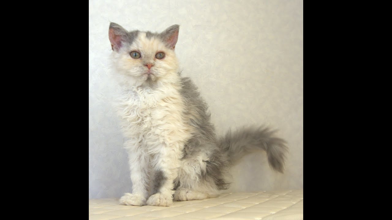 セルカークレックス子猫　Selkirk Rex　2025.4.12産まれ　ダイリュートキャリコ　巻き毛　女の子　シーダキャット猫のお店