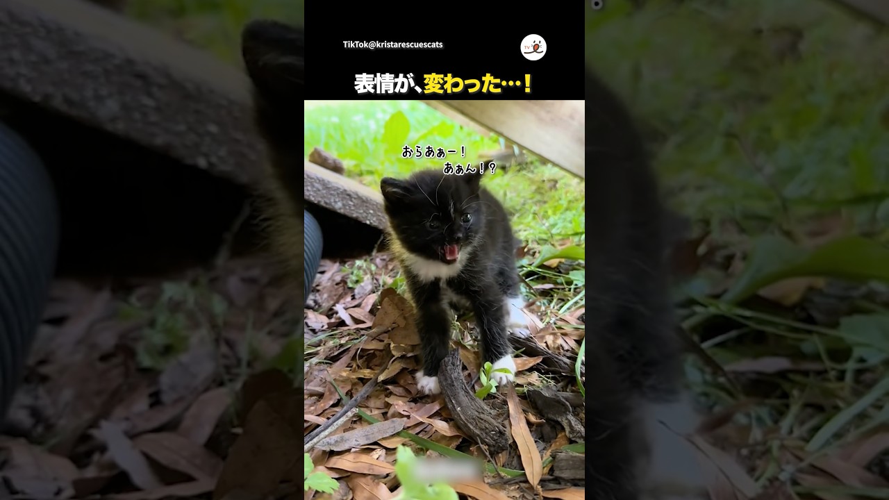 保護子猫のビフォーアフター｜PECO