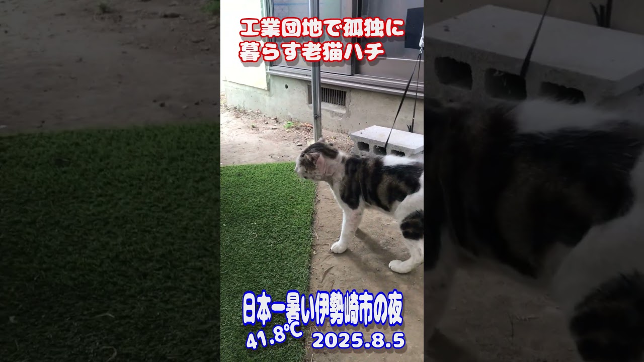 【野良猫】工業団地で孤独に暮らす老猫ハチ♡日本一暑い伊勢崎市の夜、41.8℃、2025.8.5