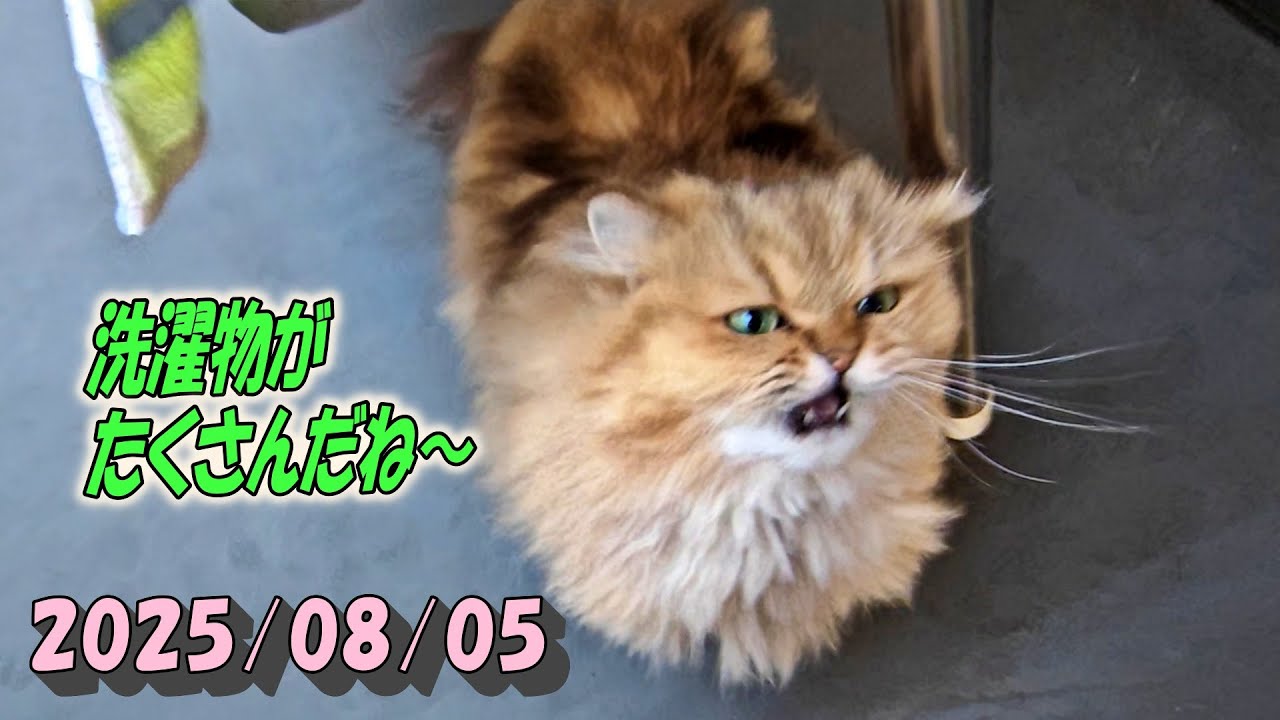 洗濯物が干されたバルコニーを確認して竿に擦り擦りするひとみ　Persian cat Hitomi's relaxing days 2025/08/05