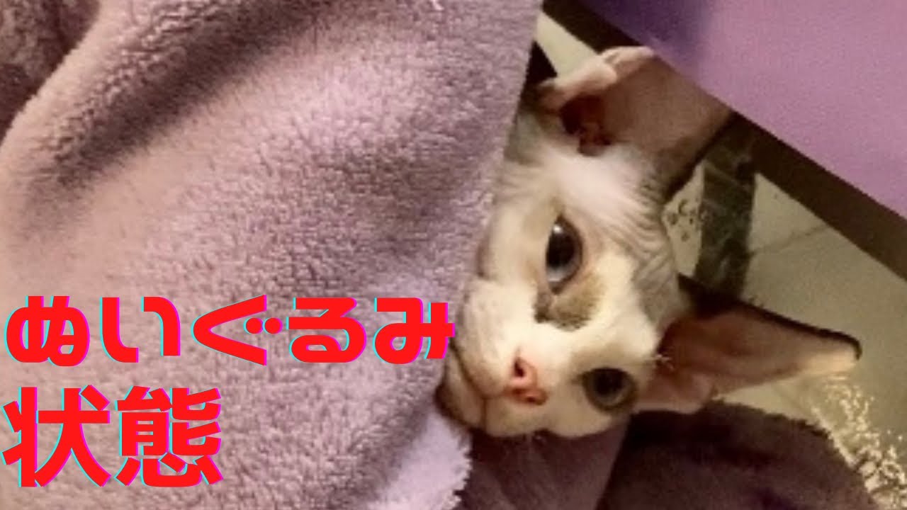 20:子供の宿題におとなしく付き合うスフィンクス猫　The Sphynx cat that meekly helps kids to do homeworks