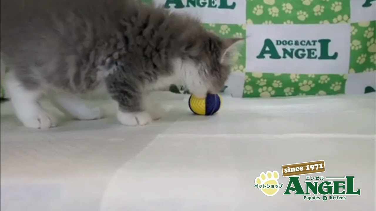 サイベリアン 2506075 【ペットショップエンゼル　子犬・子猫販売】