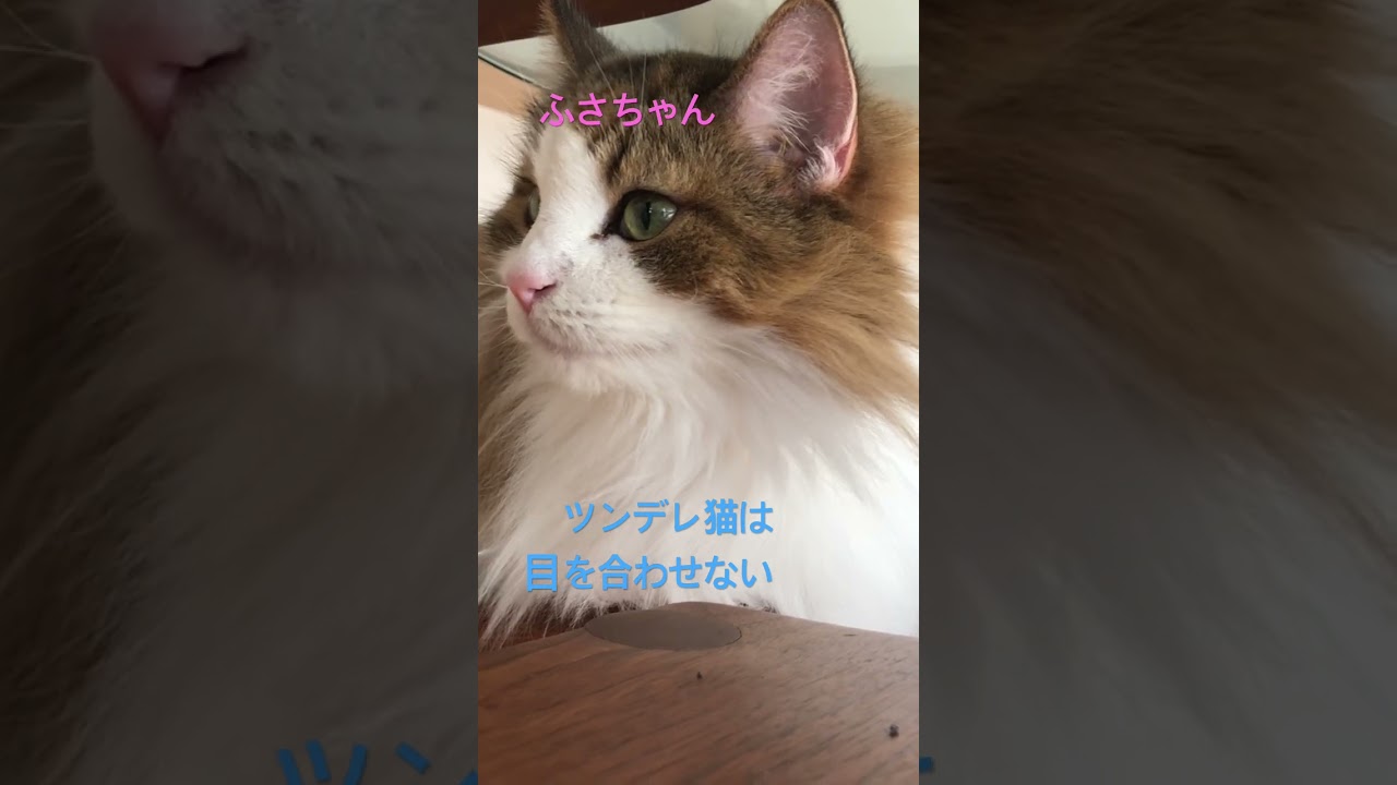 ツンデレ猫は目を合わせない#ノルウェージャンフォレストキャット #cat #cats #cute #猫 #ねこのいる生活 #大型猫#シニア猫