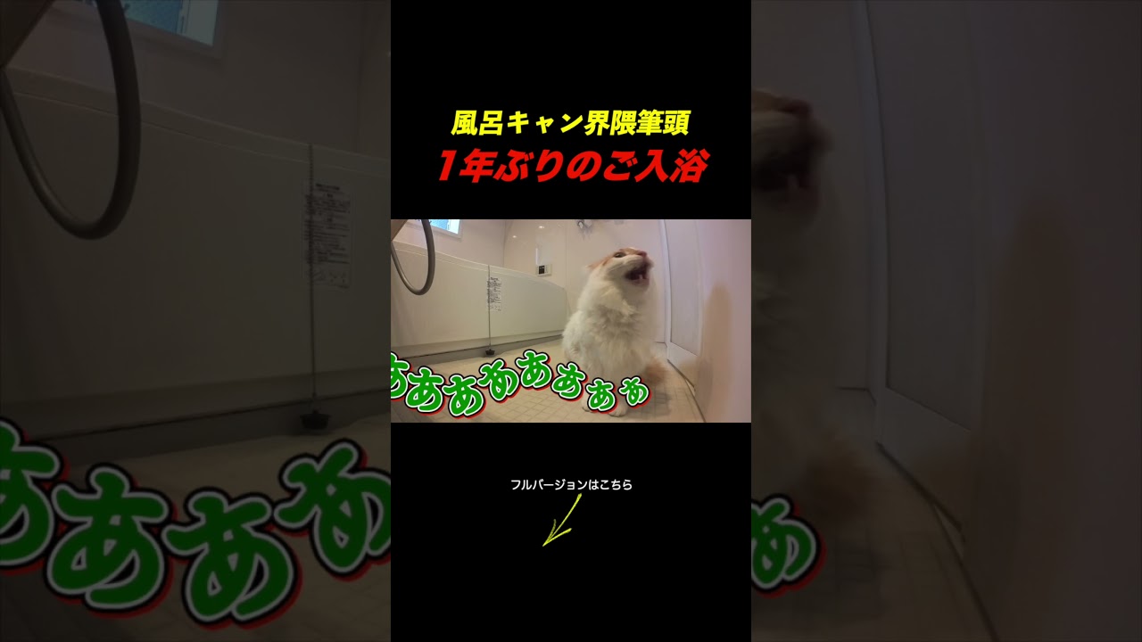 1年ぶりのお風呂で大号泣してしまう猫がこちら...。 #cat #ねこ#funny