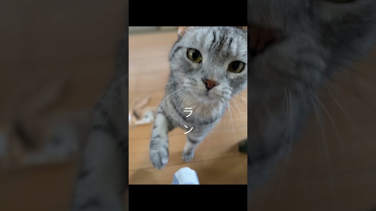 愛猫ランの日常 ran‘ ｓ daily life(まとめ)#猫のいる暮らし #cat#アメリカンショートヘアー
