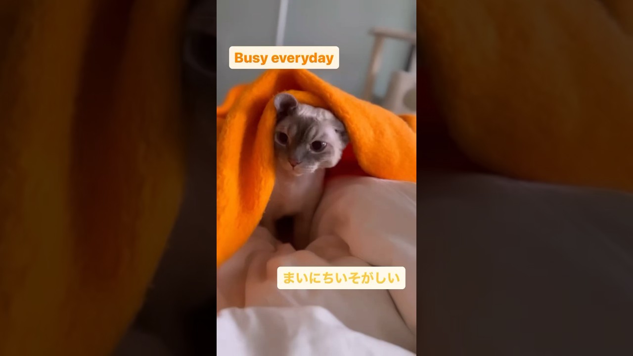 Devon Rex Cat - ちかごろまいにちいそがしいにゃ🐾Meow, I’ve been quite busy lately😺 #cat #devonrex