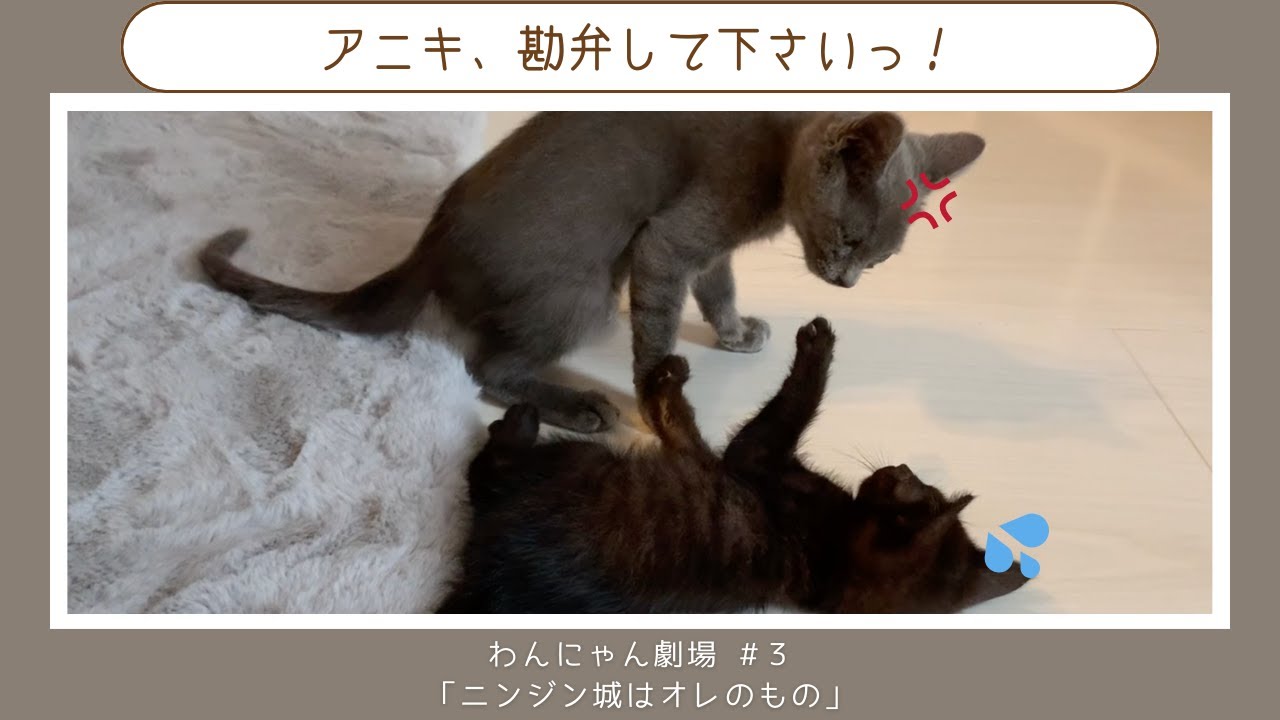＃３【保護猫動画】ニンジンの城を取り合った壮絶な戦いが見れた