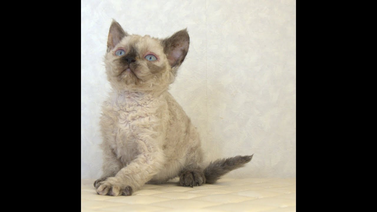 セルカークレックス子猫　Selkirk Rex　2025.5.28産まれ　シールポイント　巻き毛　女の子　シーダキャット猫のお店