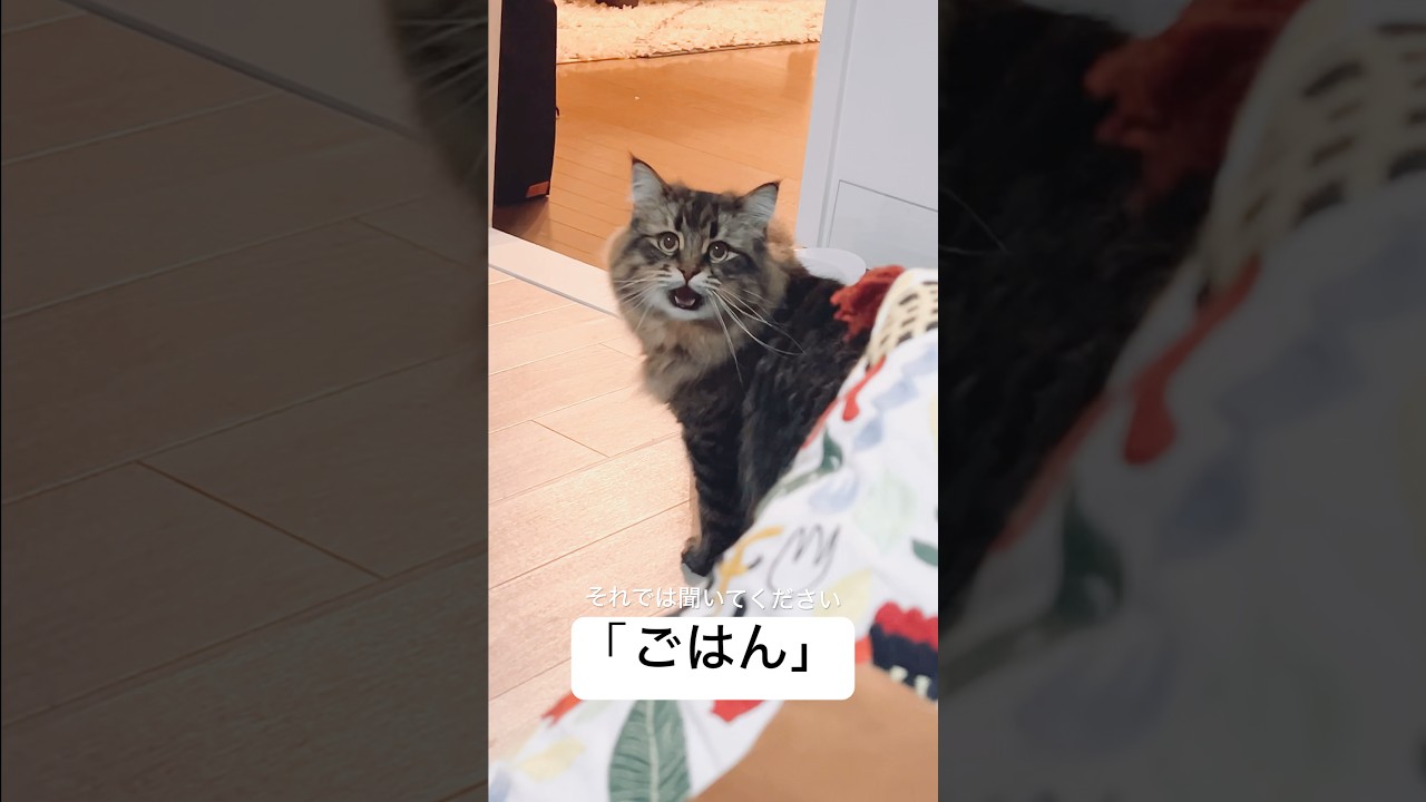 ごはんって言ったらごはんって言う #サイベリアン #猫 #ヤマネコ #ごはん