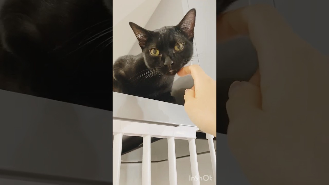 お返事する黒猫　#ボンベイ #子猫 #猫のいる暮らし #猫のいる生活 #猫 #ねこ #bombay #cat