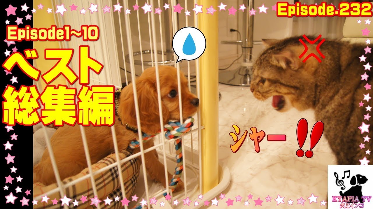 猫と犬｜総集編１・スコティッシュフォールドとキャバリア232 Scottish Fold＆Cavalier King Charles Spaniel