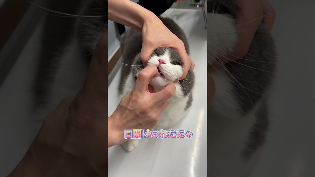 診察台で、されるがままなスコティッシュフォールド