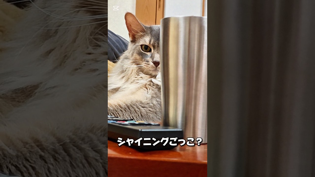 【猫動画】こちらが猫を見ているとき、あちらもまたこちらを見ているのである　#cat  #cats #shorts #猫 #ねこ