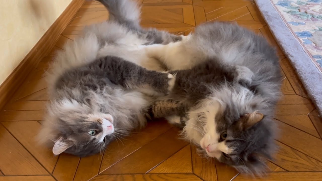 【兄弟喧嘩‼︎】互角の戦いをする、仲良し兄弟のかわいいケンカwwwノルウェージャンフォレストキャット