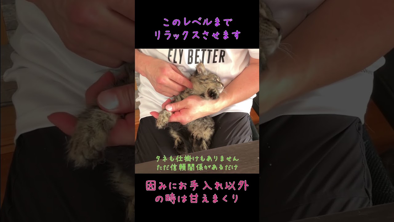 猫のお手入れでは落ち着きが大切#猫の爪切り#ブラッシング#猫の点眼#サイベリアン子猫 #神メソッド #ななはちずルーム #猫の躾 #飼い主様募集中