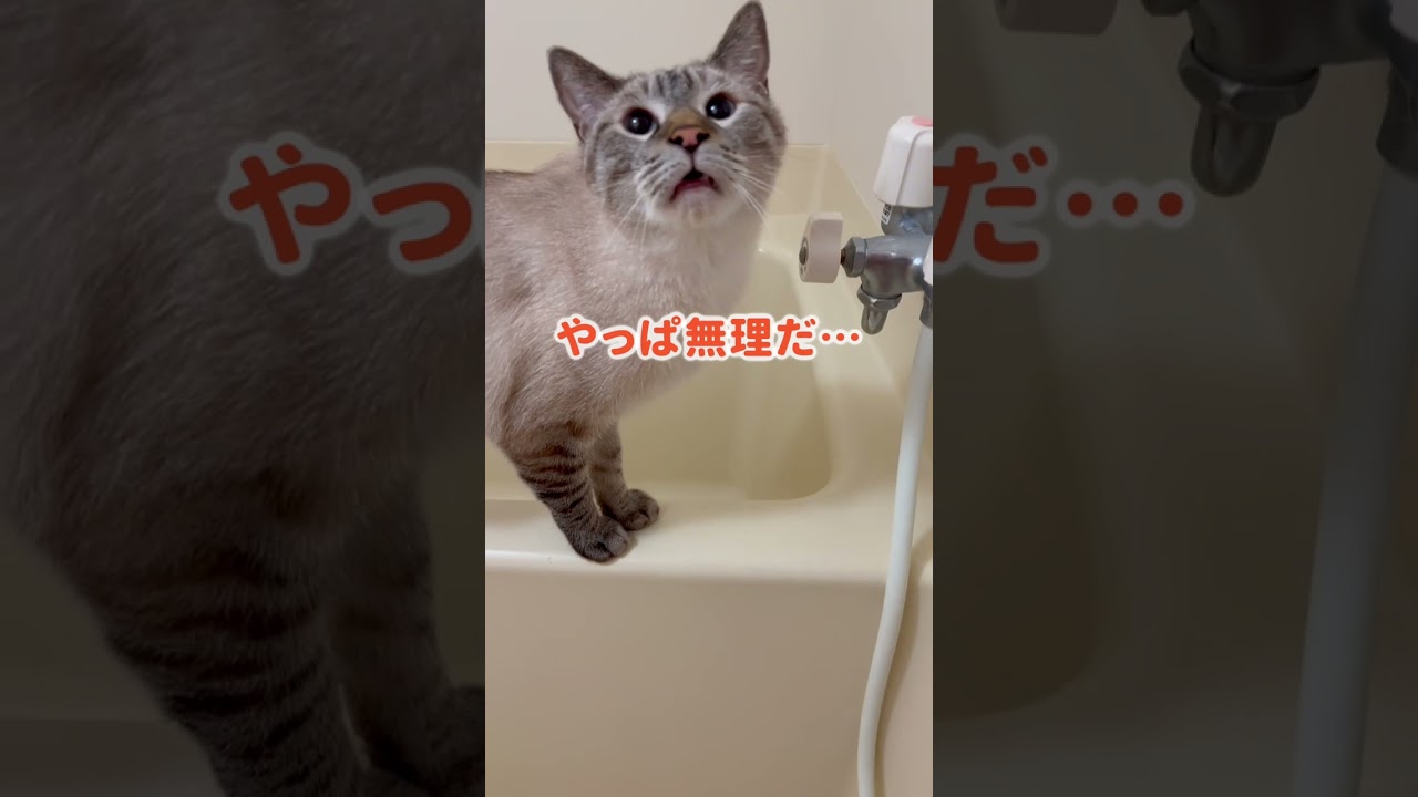 自力で蛇口を捻ってお湯を飲みたがる猫