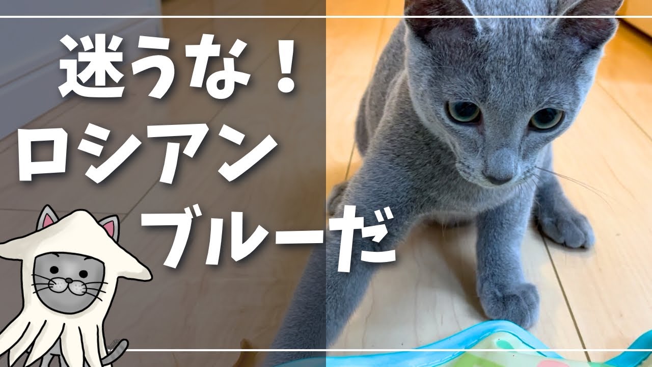 【猫種選び】こんな風に笑わせてくれるロシアンブルー