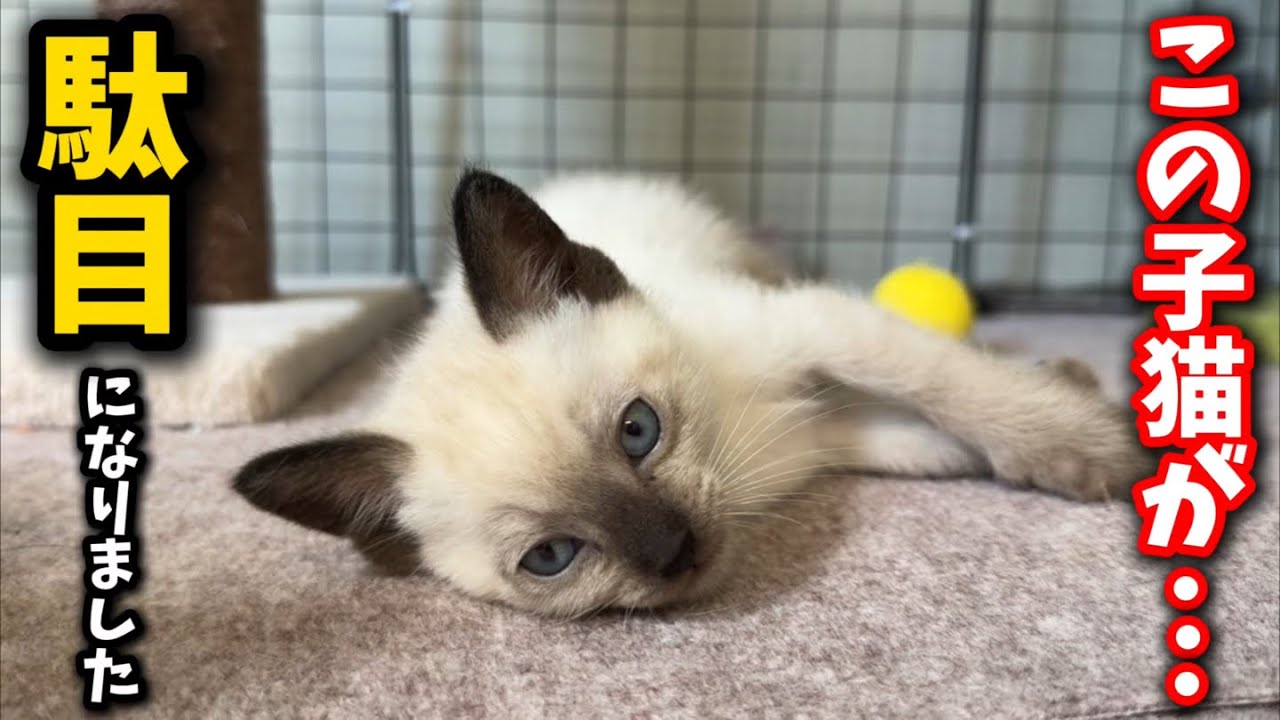 生後二ヶ月の子猫に与えてはいけないモノを与えてしまいました