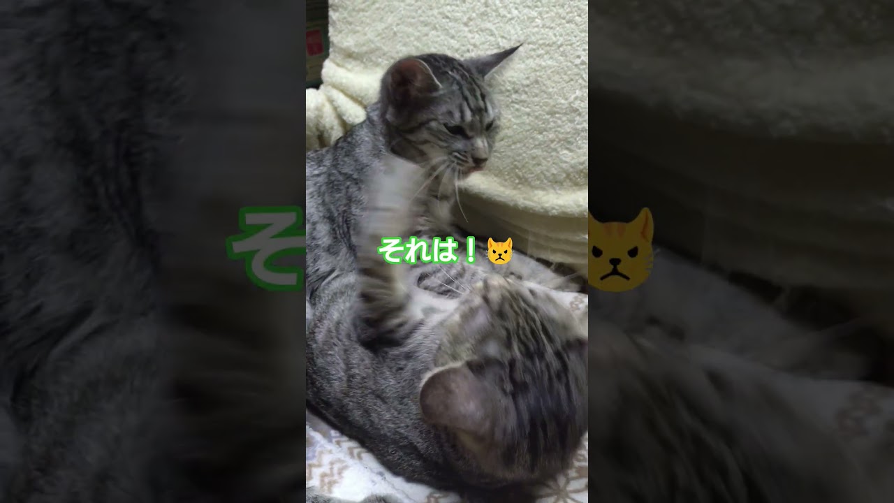 何か２匹で椅子のマウント争いしていたので仲裁待機の撮影をしてみた#cat #猫のいる暮らし#猫のいる生活