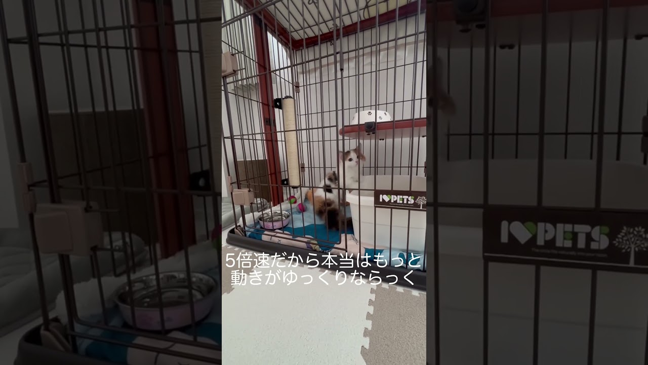 お迎え後、初のサークル #shorts #猫 #マンチカン