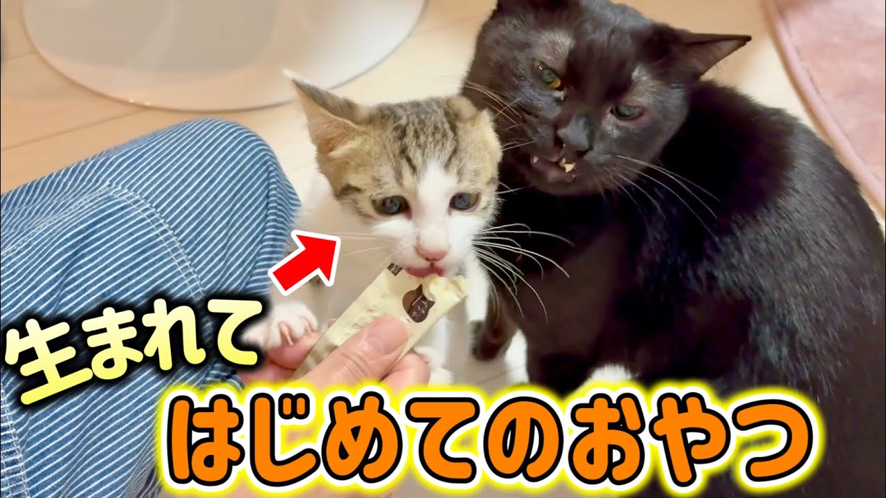 子猫が生まれてはじめてのおやつを食べたらこうなりました