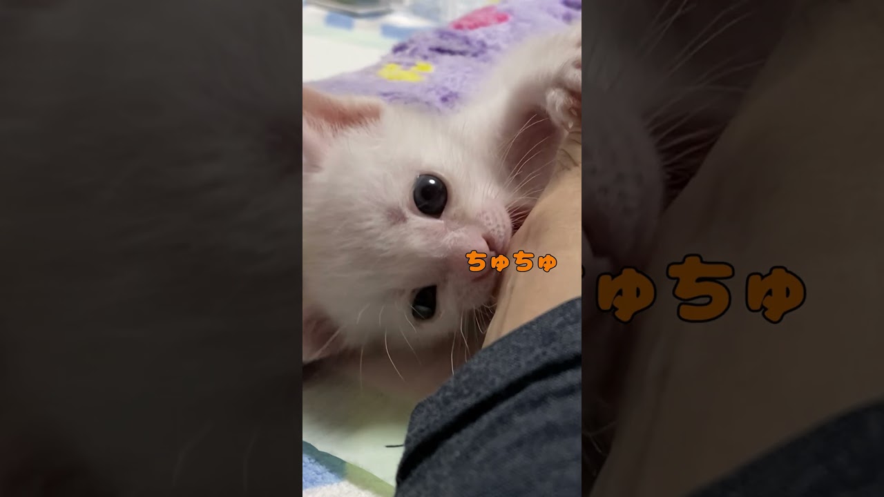 ママの手を母乳代わりに吸う子猫が可愛いすぎる