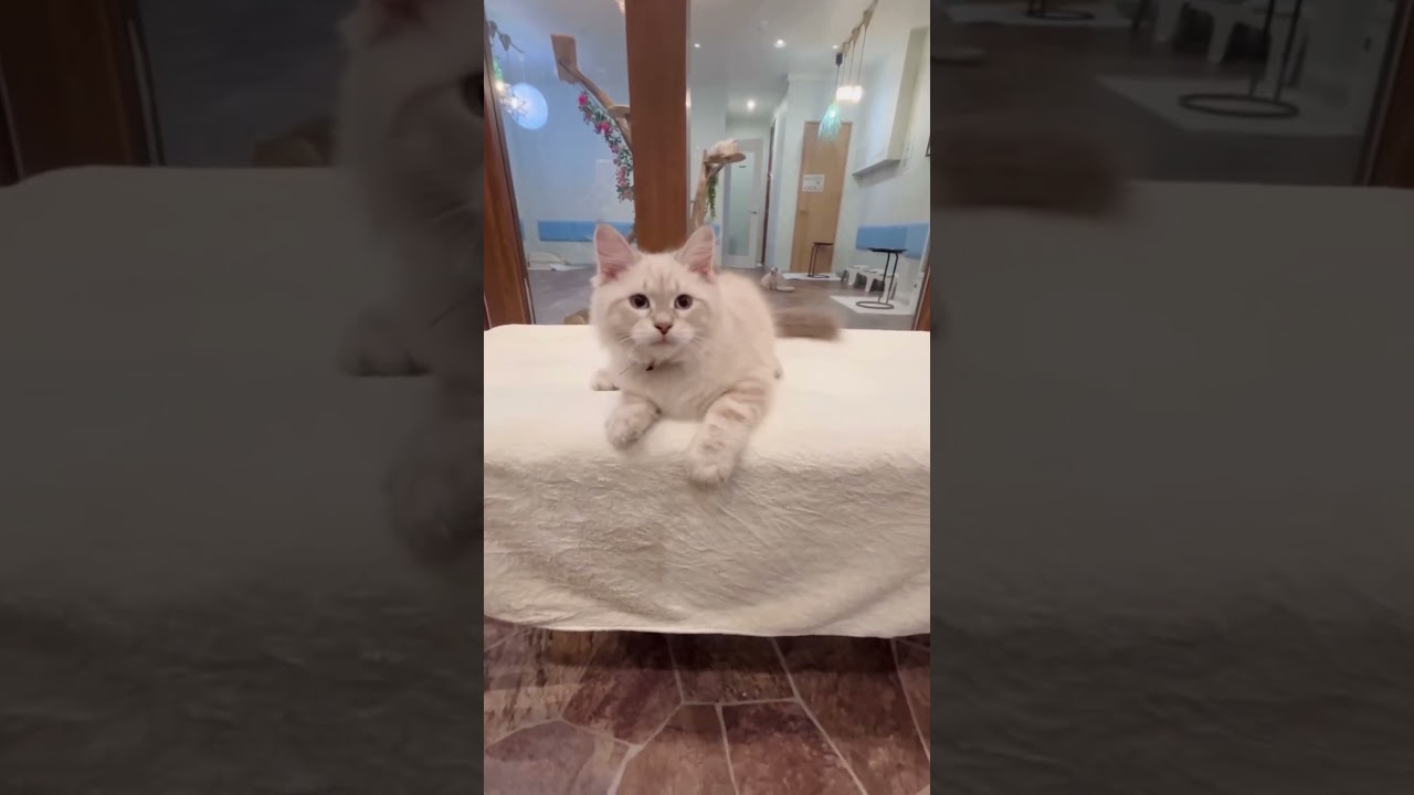 #サイベリアン の#子猫 ジェット君💖ご家族様募集中です♪抱っこができる#こねこ をお迎えするならサイベリアン専門店ロイヤルキャッツで❣️#ペットショップ