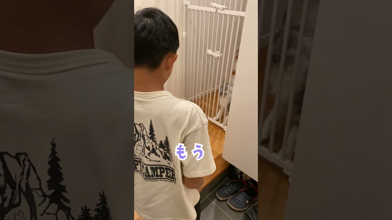 玄関で少年の帰りを待っていた大型猫の鳴き声。寂しかったのかな#メインクーン#shorts