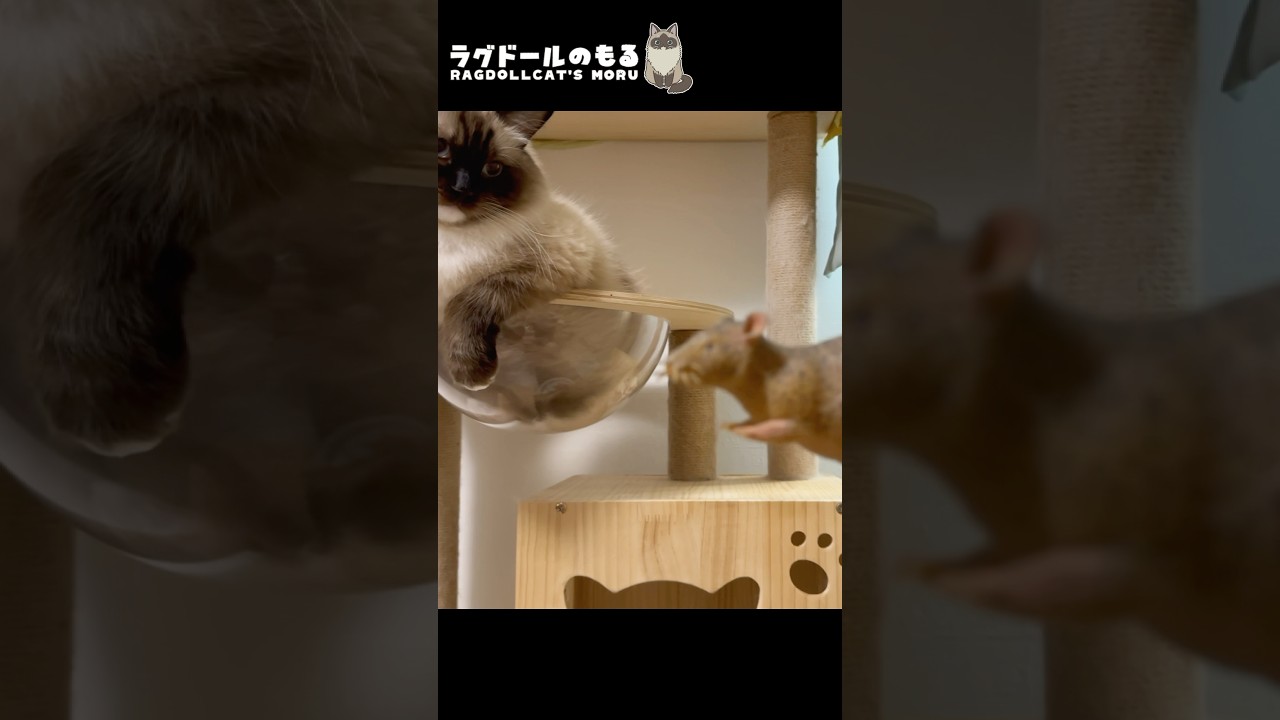 キャットタワーにおもちゃを置かないで！　#ラグドールのもる #ragdollcatsmoru #cat