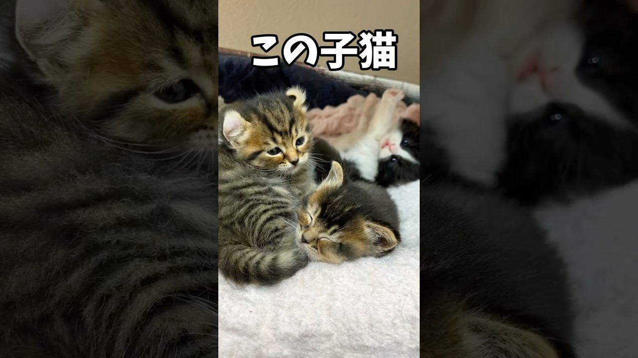 ほっこりまみれ❗️猫の赤ちゃんの優しい本能⭐️