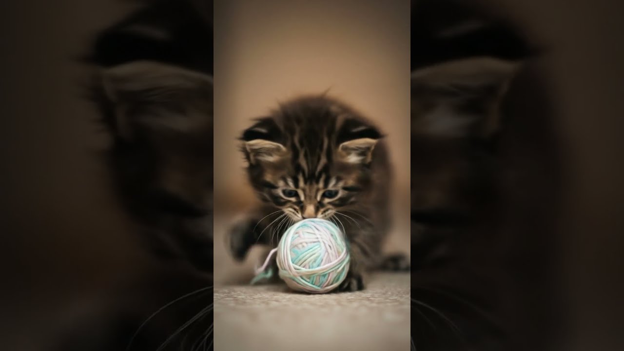 Tiny-Blue Mine Coon #shorts #shortvideo #viralshorts #pets #kitty