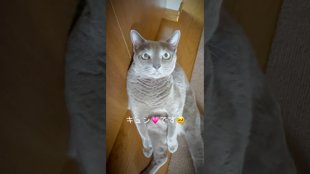 【ロシアンブルー】めろん🍈おっちゃん座りでまったり🤗【猫】#shorts
