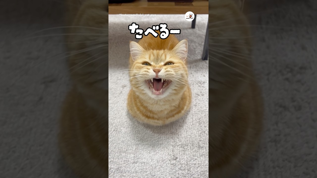 一瞬で目が覚める魔法の言葉👂️✨｜PECO #ミヌエット #茶トラ #猫 #愛猫家 #猫のいる暮らし #minuet #redtabby #cat #catlover #catlife