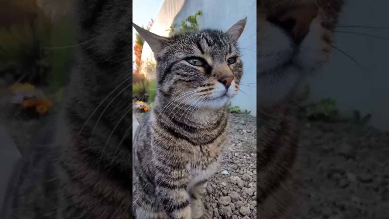 The Brown 🐈🔥 Cat First Time 😯 my House 🏡 #cats #viral #shorts #short