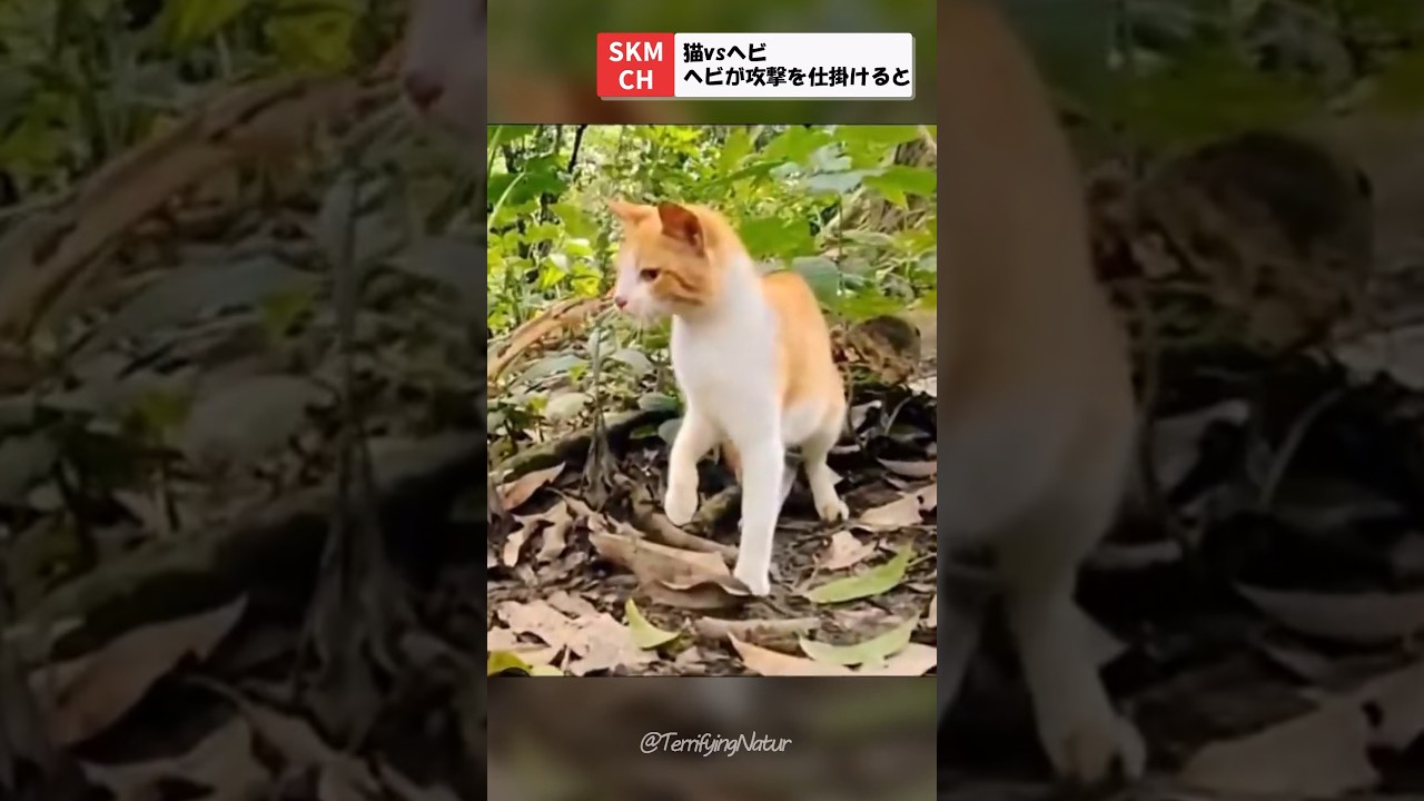 ヘビに狙われた猫のすごい反射神経
