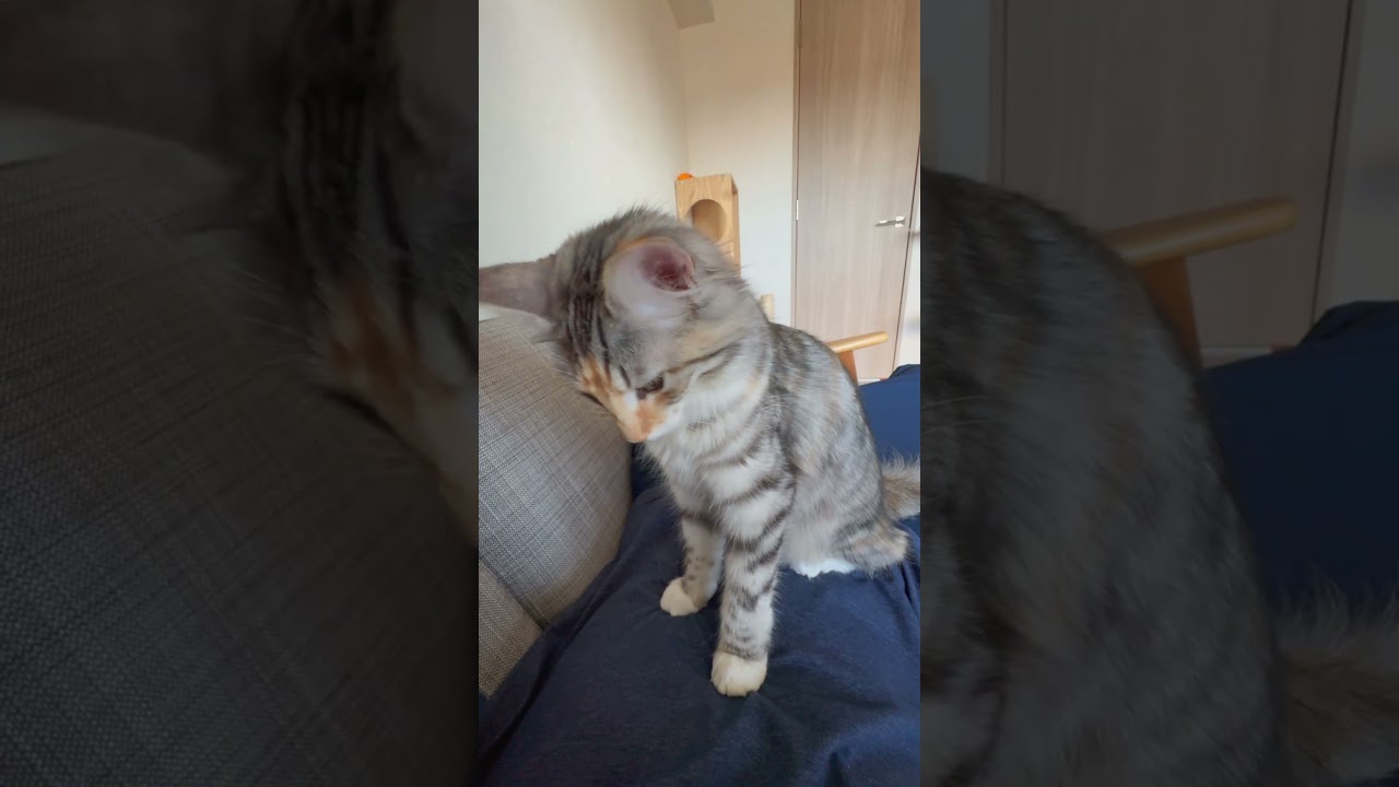 『飼い主見つけ次第"腹乗り"🐈』 #ノルウェージャンフォレストキャット #norwegian #ネコ #猫  #かわいい #shorts
