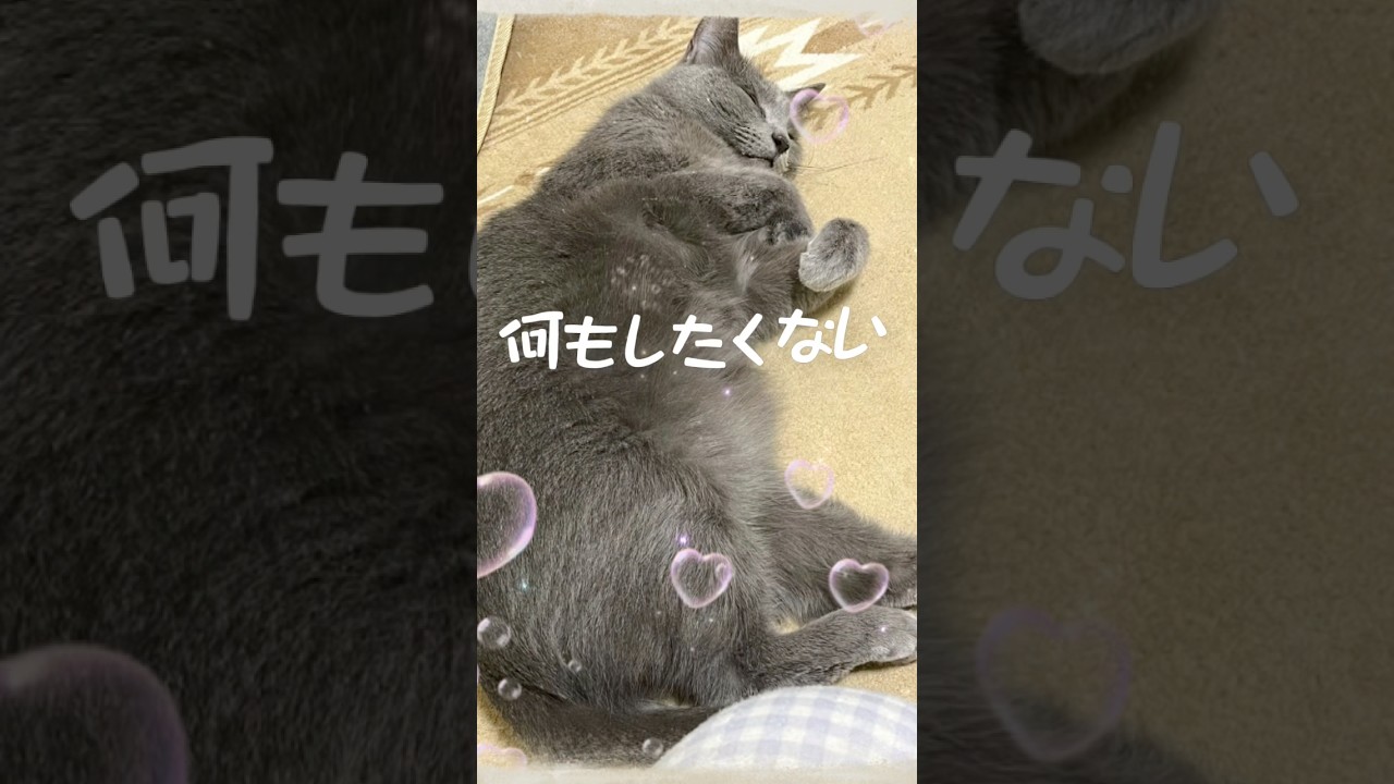 40度⁉️ムリにゃ💦 #猫 #ロシアンブルー #shorts