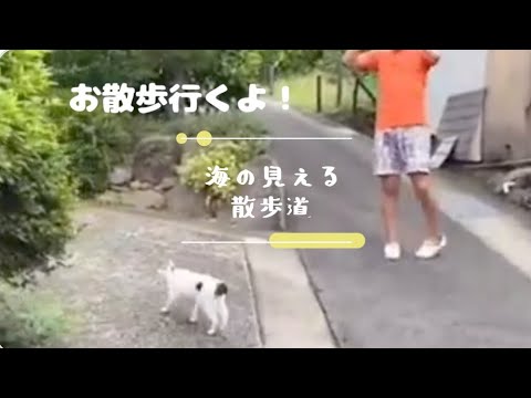【さんぽねこのゆきちゃん】優しい世界。かわいい動物達。平和な地球。天使なゆきちゃん。聡明なゆき姫。無惨にも動物を平気で殺して食べる人間界｜ジャパニーズ・ボブテイル｜熱海｜伊豆｜日本猫｜三毛猫｜猫散歩