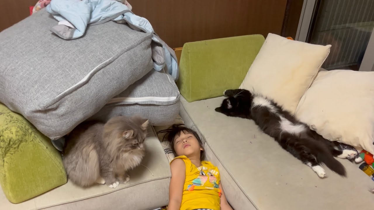 お姉ちゃんをソファーから押し出す猫　ラガマフィン