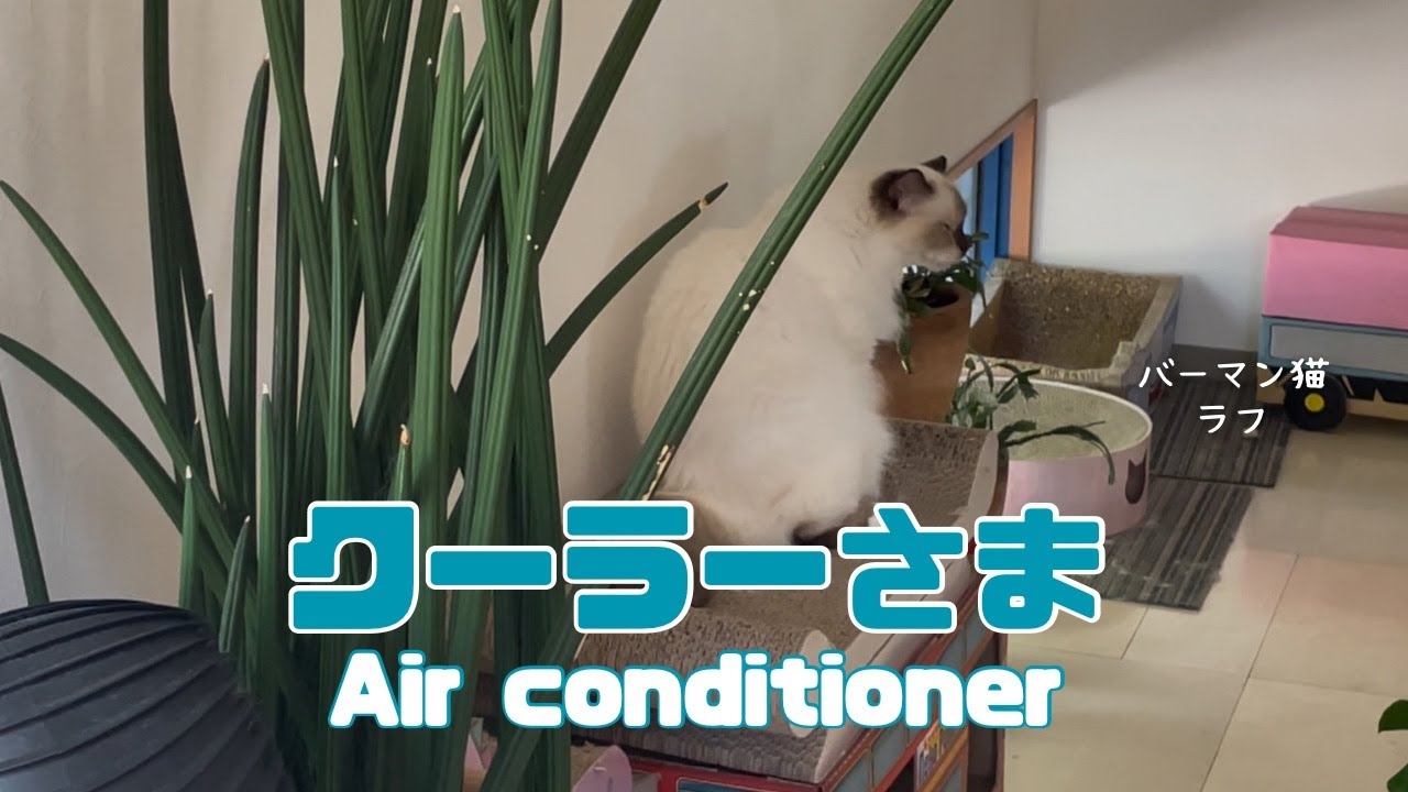 バーマン猫ラフ【クーラーさま】Air conditioner （バーマン猫）Birman/Cat