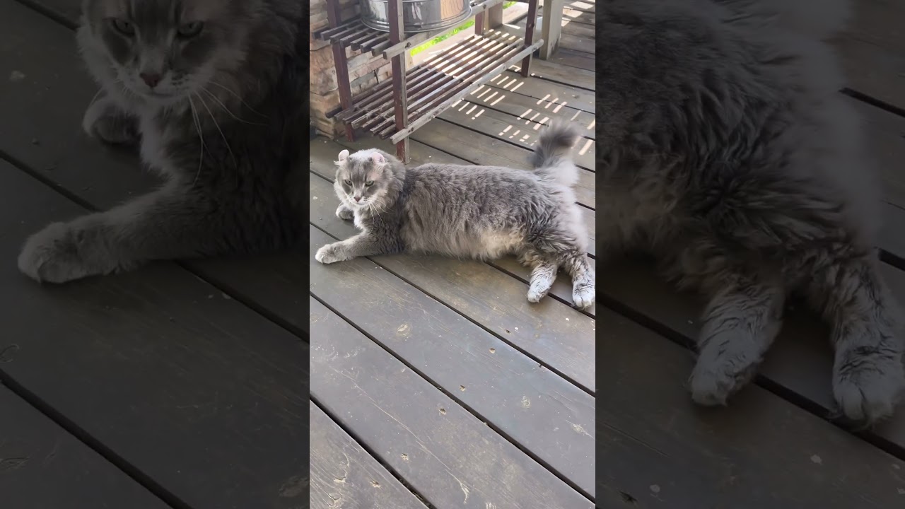 風を感じたい #ねこ動画 #アメリカンカール #shortsvideo