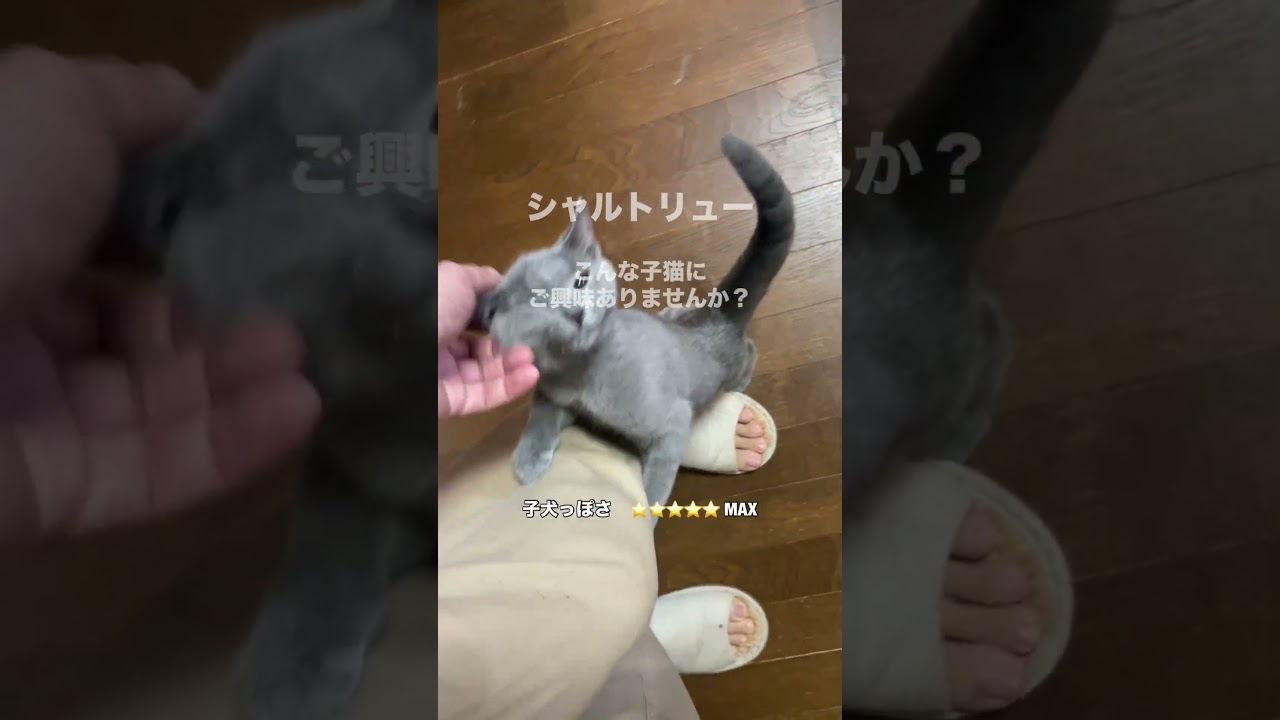 【人たらし子猫】 #子猫 #シャルトリュー #好きな子猫