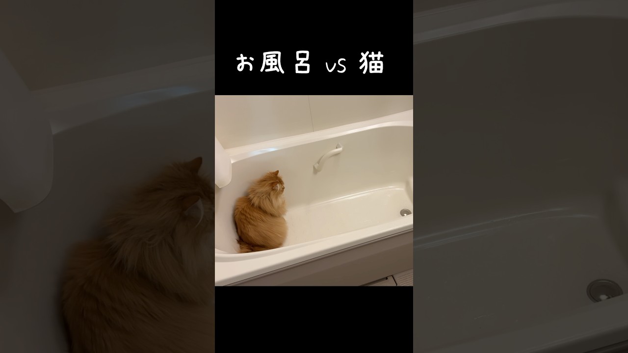 お湯と戦う猫　#サイベリアン
