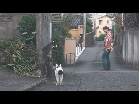 お散歩の思い出、いつまでも忘れることのできないゆきちゃんとの絆のお散歩│熱海│伊豆│保護猫│野良猫│ジャパニーズ・ボブテイル│猫のいる暮らし