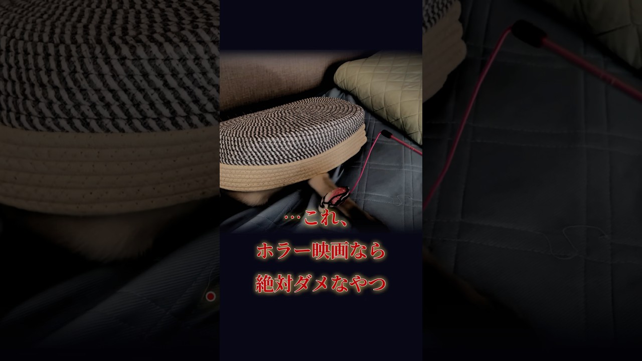 【ホラー】真夏の暗闇で“手だけ”が動く猫…正体はまさかの犯にゃん！？【トンキニーズ】#猫動画 #ホラー #かわいい猫