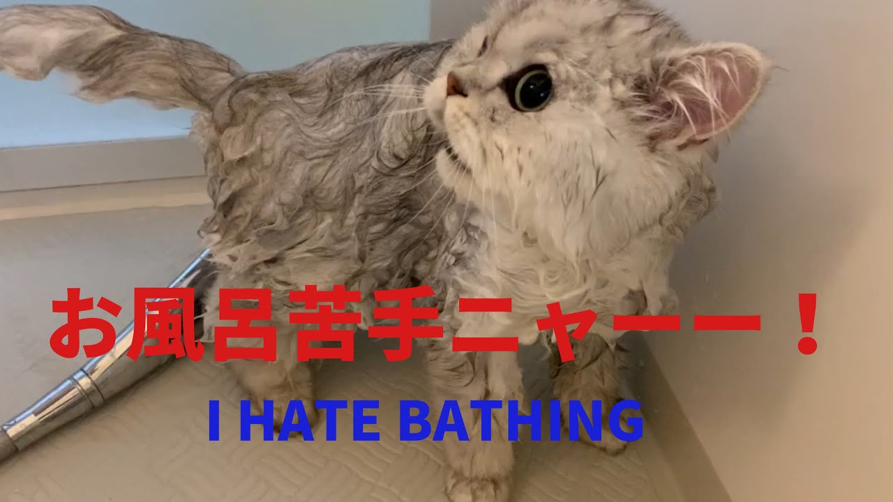 ペルシャ猫の入浴！こんなに小さかったの？笑