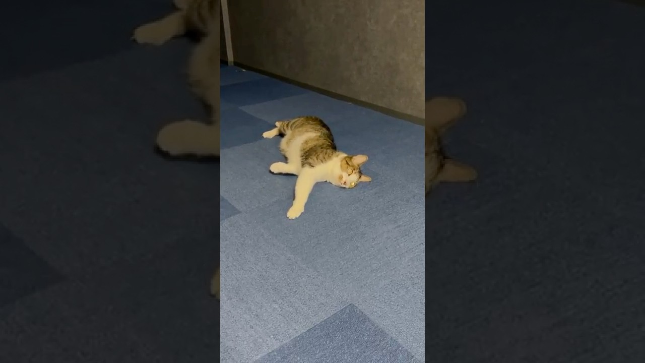 【教えてください】これは、何ですか？