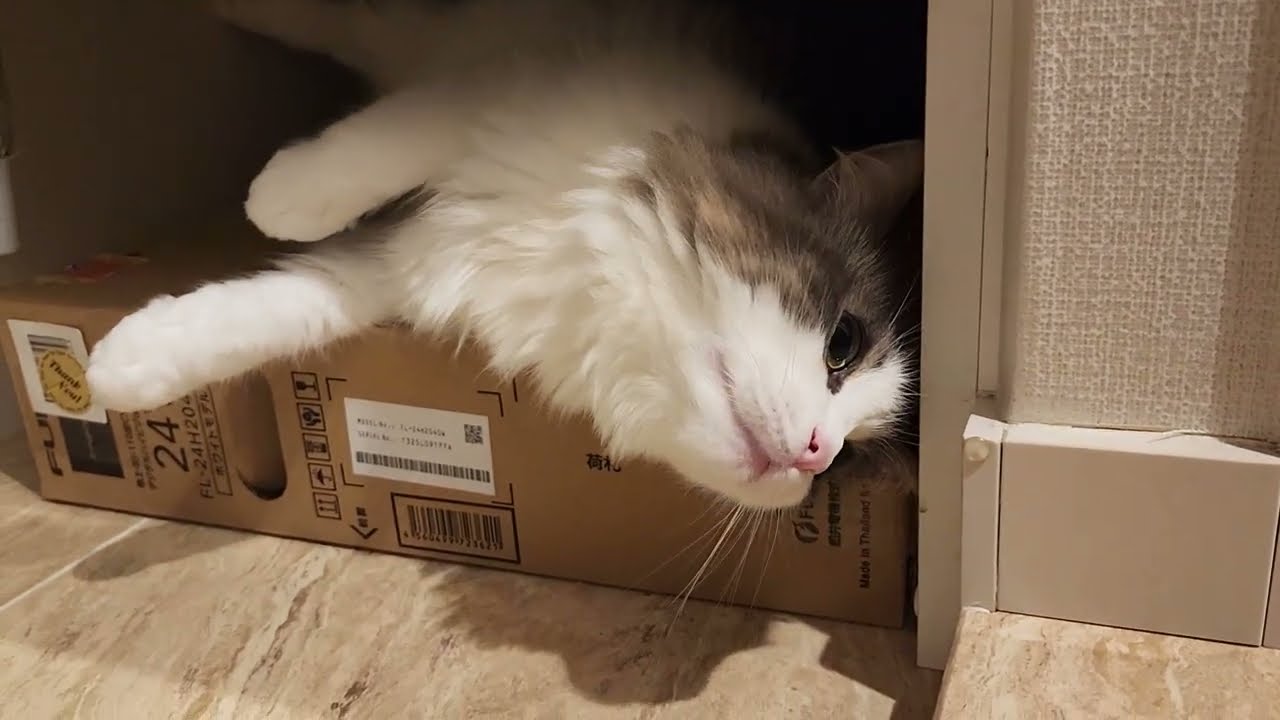 玄関でちょうど良いすき間を見つけたノルウェージャンフォレストキャット